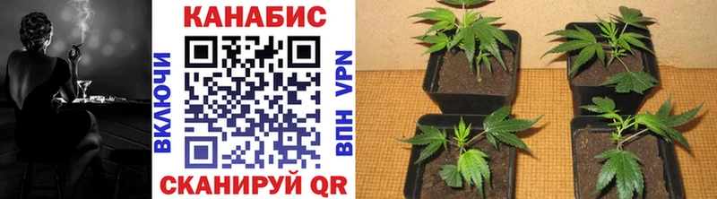 сколько стоит  Кузнецк  Шишки марихуана план 
